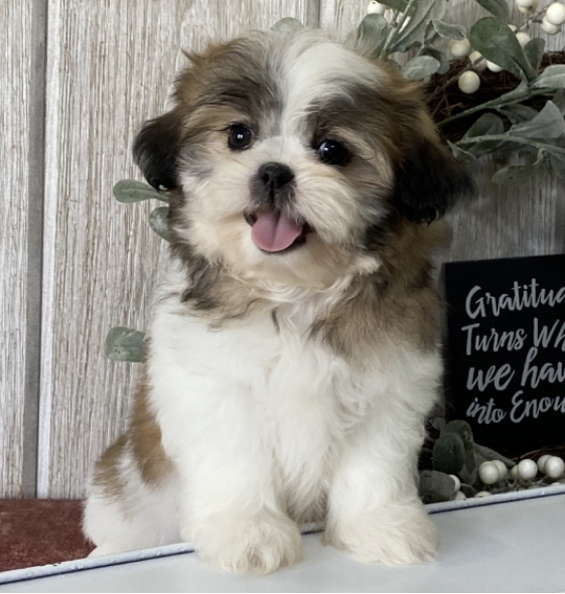 comprar cachorros sanos, baratos y asequibles para la venta